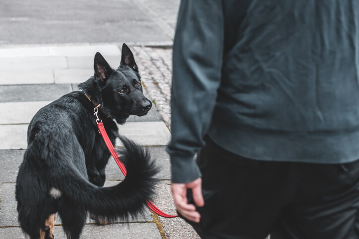 Dog being walked by owner