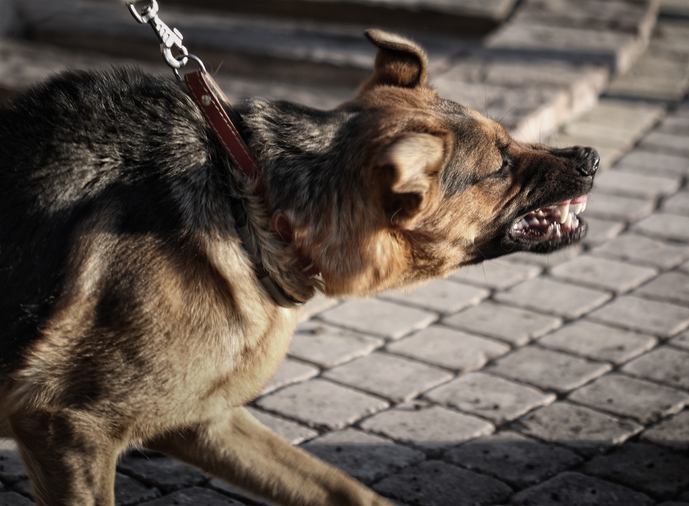 Dog baring its teeth