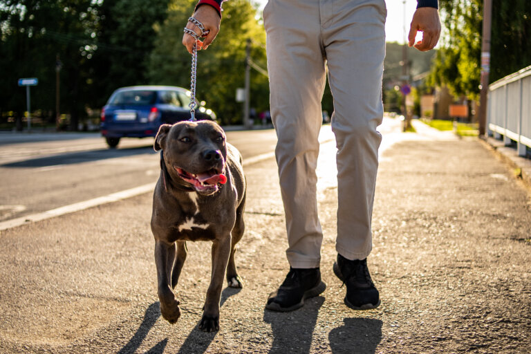 pitbull being walked