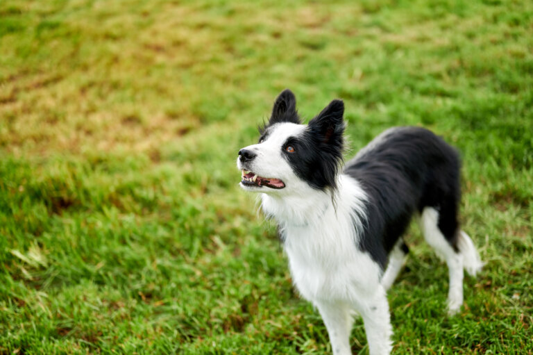 dog on the field