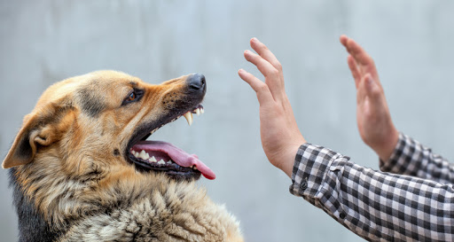 Dog Attacking a person's hand