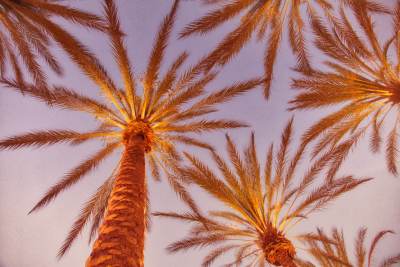 looking up at palm trees