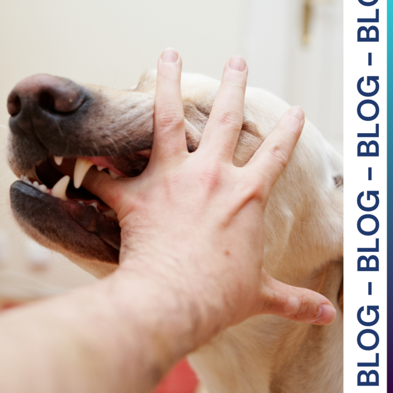 Discover essential strategies to help your child recover emotionally from a dog bite incident.