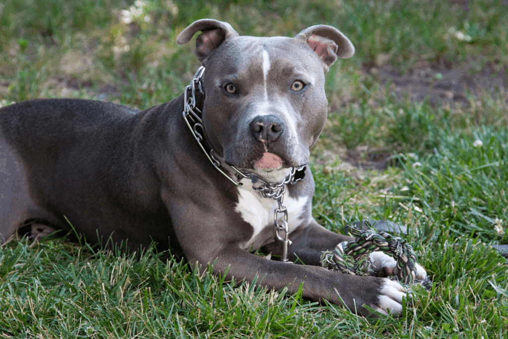 what-victims-should-know-blog-pit-bull-bites-in-los-angeles