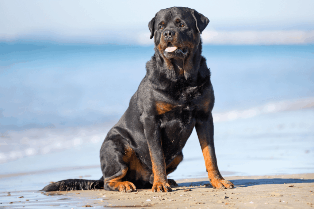 ataques-de-rottweiler-ley-california