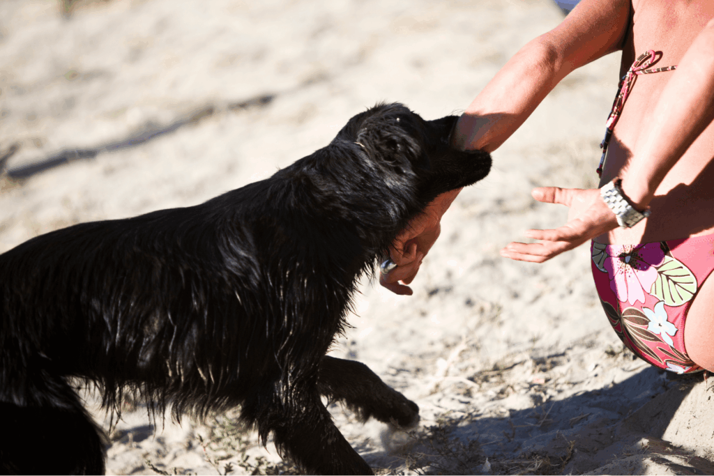 in-los-angeles-county-beach-how-to-report-a-dog-bite