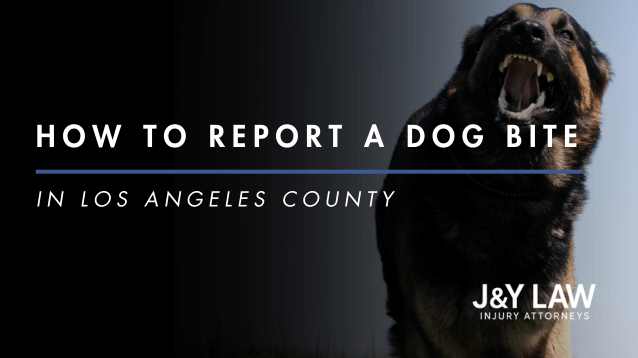 in-los-angeles-county-how-to-report-a-dog-bite