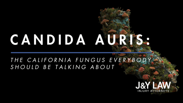 j&y-law-candida-auris-the-california-fungus-everybody-should-be-talking-about